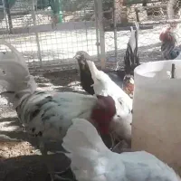 ۱۳عدد خروس خوشگل وسالم گلین باب داشت و نذر|حیوانات مزرعه|اسلام‌‌آباد غرب, |دیوار
