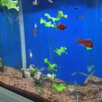 آکواریم دلسا با تمام امکانات