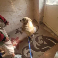 یک عددسگ اهلی به اسم تنی یک ساله