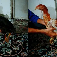 خروس لاری جوجه لاری