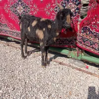 کولار بز جوان