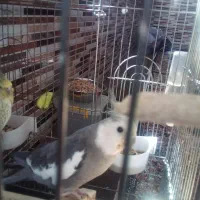 عروس هلندی مولد باجوجه