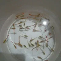 ماهی گوپی|ماهی|سیرجان, |دیوار