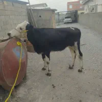 تلیسه سیمینتال گاو گوساله