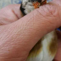 فروش یه عدد  سهره نر ودوعددماده|پرنده|ساوه, |دیوار