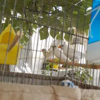 فنج|پرنده|ورامین, ورامین|دیوار