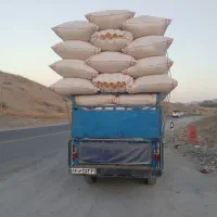 خرید و فروش کاه تحویلی|خدمات باغبانی و درختکاری|کوهدشت, |دیوار