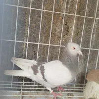 کفتر اقلید فردا میارم شیراز فقط تا فردا ظهر