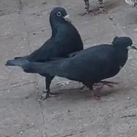 کفتر کرمونی