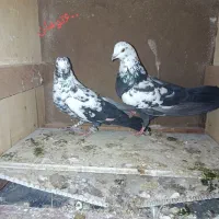 کبوتر|پرنده|عجب شیر, |دیوار