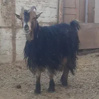 بزغاله ماده داشتی و کشتی|حیوانات مزرعه|شهرکرد, |دیوار