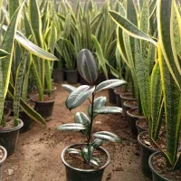 Ficus فیکوس بلک سطل 3.5