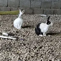 خرگوش خونگی چغادک