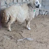 قوچ سبز کبوتری نژاد برتر (قوچ بره بز گوسفند)|حیوانات مزرعه|پلدختر, |دیوار