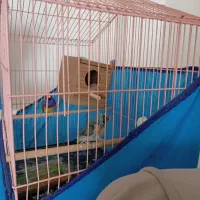 فنچ گلدین ماده آبی|پرنده|مبارکه, |دیوار