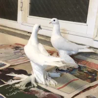 آغ پارپالی ایاخلی