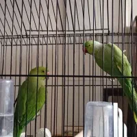 ملنگو واسکندر|پرنده|نهبندان, |دیوار