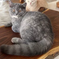 واگذاری بریتیش اصیل