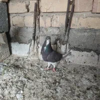 کفتر شهری|پرنده|مرودشت, ابوذر شمالی‎|دیوار