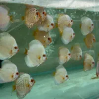 دیسکس|ماهی|پردیس, فاز ۱|دیوار