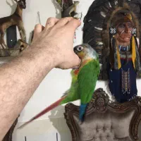 طوطی گرینچیک دستی و سخنگو