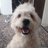 پودل میکس ۱۱ماهه|سگ|پیشوا, |دیوار