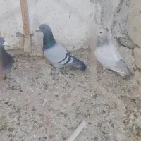 کفتر صید|پرنده|تایباد, |دیوار