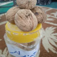 گردو اصلاح شده پیوندی|خدمات باغبانی و درختکاری|میاندوآب, |دیوار