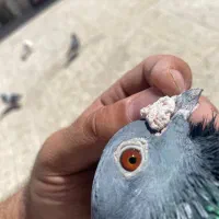 آلمانی|پرنده|مشهد, ادیب نیشابوری (شهرک غرب)|دیوار