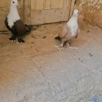 کبوتر کربلایی|پرنده|زارچ, |دیوار