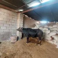 شوشتر بخش شعیبیه