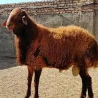 فروش و ذبح گوسفند