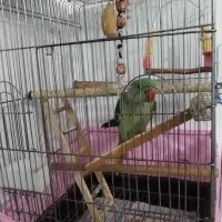 شاه طوطی|پرنده|قرچک, زیبا شهر|دیوار