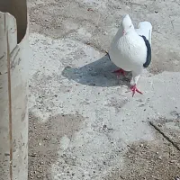 دوکت