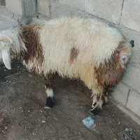 بره نر7ماه به بالا