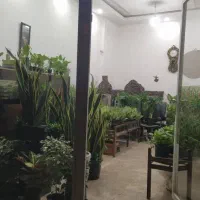 گل و گیاه طبیعی|گل و گیاه طبیعی|زابل, |دیوار