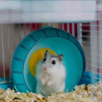 همستر دستی بهداشتی