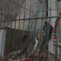 عروس هلندی|پرنده|مشهد, شهید قربانی|دیوار