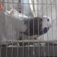 کبوتر .کفتر کاکلی