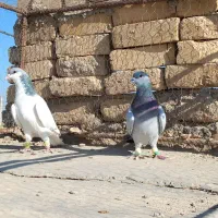 کبوتر مگسی شامی با شصتی کبود|پرنده|دشتابی, |دیوار