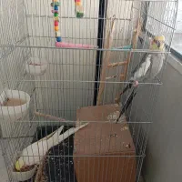 عروس سخنگو|پرنده|ری, شهرک نظامی|دیوار