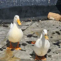 یک جفت اردک بالغ|حیوانات|تهران, صادقیه|دیوار