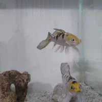 یک جفت کوی باله بلند زیبا