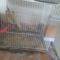 عروس هلندی تخم گذار|پرنده|زابل, |دیوار