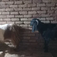 بز.|حیوانات مزرعه|فیروزآباد, |دیوار