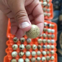 تخم بلدرچین نطفه دار|حیوانات مزرعه|نجفآباد, حومه نجف آباد|دیوار