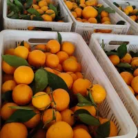 پرتقال خونی|عمده‌فروشی|چهاربرج, |دیوار