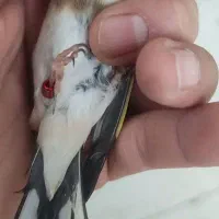 سهره ماده متولد قفس داغسر حلقه پا.