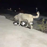 ماده عراقی دم فهل|سگ|مشگین شهر, |دیوار