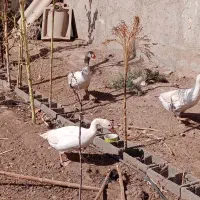 غازنروماده|حیوانات مزرعه|قزوین, |دیوار